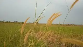 Video Background Padang Rumput || Free Footage Video || No Copyright ||