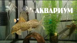 Аквариум