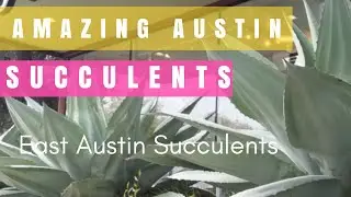 Amazing Austin Succulents, East Austin Succulents Review, Texas Succulents, Austin Landscapes