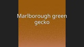 Marlborough green gecko
