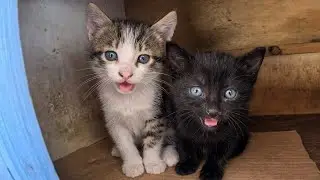 Poor little homeless kittens begging for food inside their home because they are shy