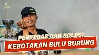 PASCA MABUNG BULU BURUNG TIDAK TUMBUH ??? PENYEBAB DAN SOLUSI KEBOTAKAN BULU PADA BURUNG