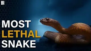 Most Lethal Snake in The World