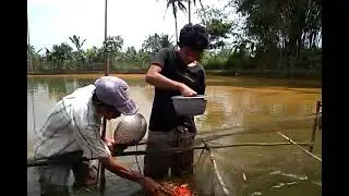 peroses penyortiran baster dan koi