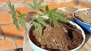 The Complete Guide To Cannabis Bonsai. Cannabonsai Turtorial. Miniature Marijuana Monsters