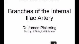 Branches of Internal Iliac Artery