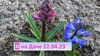 I'm replanting PAN Series panicle hydrangeas into pots/I opened roses and rhododendrons/Flowerbed...