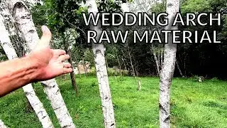 Cutting Birch Trees for a Wedding Arch