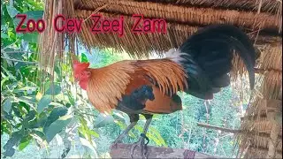 09/11/2024 Txog Caij Dib Qaib Lawm Yuav Tau Xyuam Xim ( Qhia Dib Qaib)