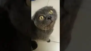 ЕСТЬ ДАЙТЕ ЕСТЬ #shorts #смешныевидео #кот #котята # котпопрошайка #прикол #cat #catlover #catshorts