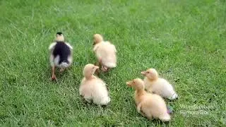 Funniest ducks 🦆 videos | Awesome world365 
