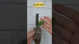 Размножение Замиокулькаса