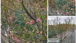 ☑️The most important treatment for PEACH, PLUM, CHERRY, APRICOTS from MONILIOSIS (fruit rot)❗