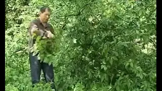 Веники для бани