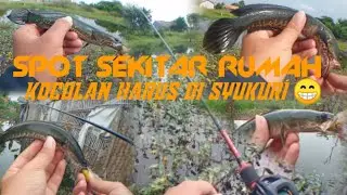 habitat kocolan😂 || spot  belakang rumah tetangga. #castingkocolan #haruan #babaangler