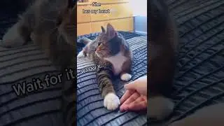 Adorable Cat Moments - 5 Hashtags to Delight All Cat Lovers! 😻📸