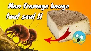 Des Acariens dans mon Fromage !!! 😱😱  [ fromage qui bouge ]