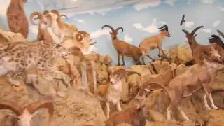 Венгрия Балатон  Охотничий музей .2014.07