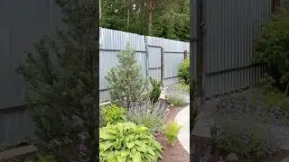 Клумба спустя время. #сад #дача #клумба