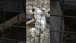 Редкость😲Мартышка🐒🤍 Диана#мартышка #zoo #обезьяны #обезьяна #зоопарксказка #ялта2024 #animals