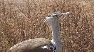 Goliath Heron
