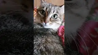Ой как курочкой пахнет!! #котики #озвучка #юмор #приколы