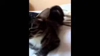 Мау мау!!!!
