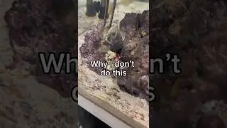 Why I don’t do this with my Mantis Shrimp
