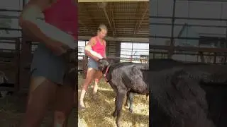 this week on the farm! #farm #farmgirl #cattle #americanfarmer #tractor
