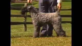 Kerry Blue Terrier - AKC Dog breed series