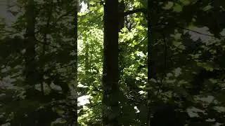 летний денёк в лесу