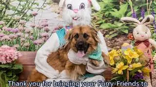 Pet Photos with the Easter Bunny 2018 | Winslow Animal Hospital Dog & Cat