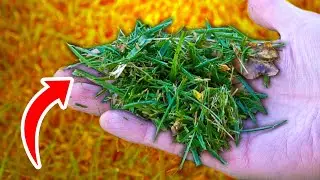 Never Throw Away Grass Clippings, DO THIS INSTEAD!