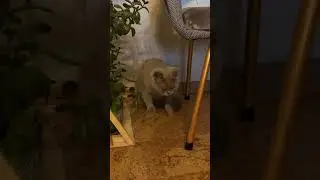Вы не знали это о наших кисах