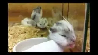 Милый спящий хомяк 2 / Cute hamster sleeps 2