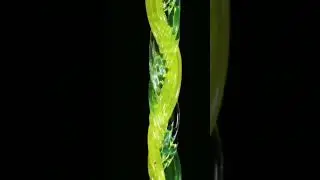 Macro Photography Weird Things You'll Never See Before