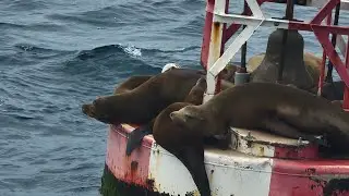 Whale Watching on the Pacific, Davey's Locker