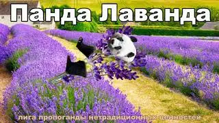 Панда-Лаванда.
