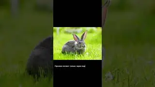 Кролики потеют только через подушечки на лапах. #наука #факты