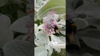 Забавные жужучки. Funny bumblebees.