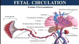 Fetal circulation