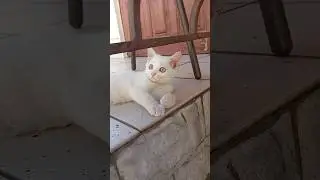 Кошечка уехала в новую семью #тикток #kitten #котик #котики