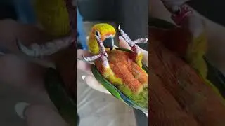Х - харизма #аратинга #parrot #funnyimages #жако #pearlcockatiel #funnymemes #funnypictures #shorts
