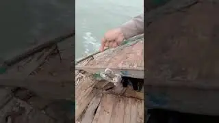 Fishing memories 2k24 #shorts #videos