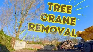A Crane The Only Option! UK Tree Removal