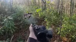 BOL AKSİYON DOLU YABAN DOMUZU AVI & WILD BOAR HUNTING & CHASSE AU SANGLIER