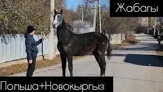 Польша+Новокыргыз тай тел:+996 705 969 999.