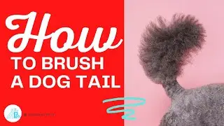 DIY Dog Grooming: How to Brush a Dog Tail