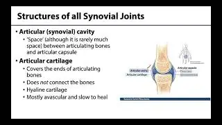Synovial Joints