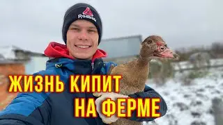 Зима на Ферму пришла-работы меньше не стало👨‍🌾 Про зимнее Кормление/Кроличьи новости/Новости фермы